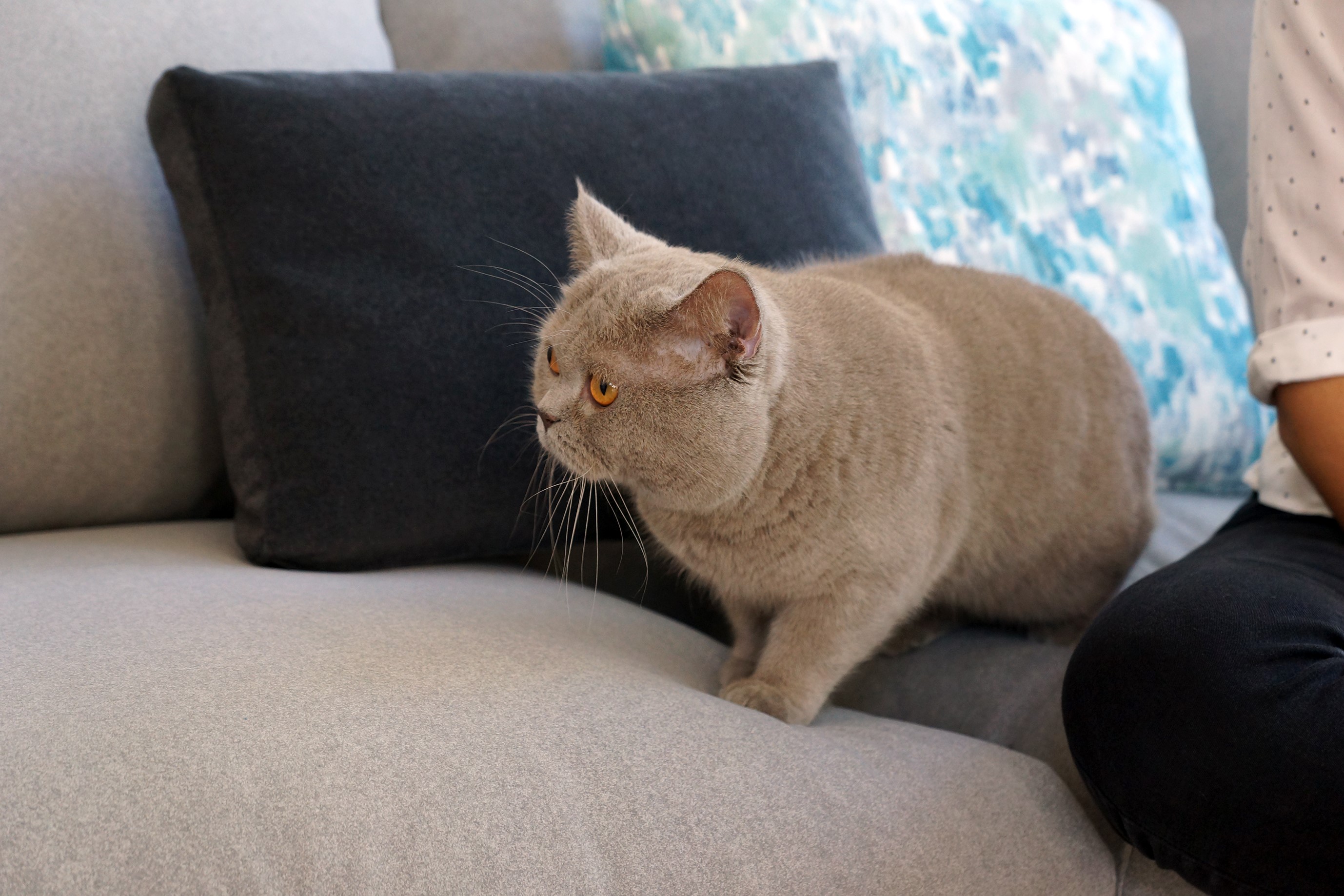 mascota sofa